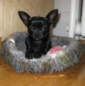 farfl-the-wonderdog