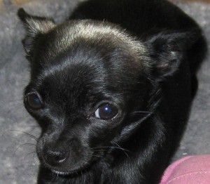 Farfl - my dog!